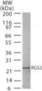 Regulator of G-protein signaling 2 antibody, NB100-56736, Novus Biologicals, Western Blot image 