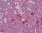 Exocyst Complex Component 3 antibody, ADI-VAM-SV021-D, Enzo Life Sciences, Immunohistochemistry paraffin image 