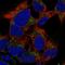 Protocadherin Beta 15 antibody, HPA074676, Atlas Antibodies, Immunocytochemistry image 