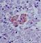 Sentrin-specific protease 2 antibody, NB100-56406, Novus Biologicals, Immunohistochemistry paraffin image 