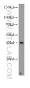 p38 MAPK antibody, 60252-1-Ig, Proteintech Group, Western Blot image 