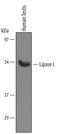 Lipase I antibody, AF5909, R&D Systems, Western Blot image 