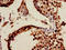 MIA SH3 Domain Containing antibody, LS-C670655, Lifespan Biosciences, Immunohistochemistry paraffin image 