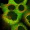 Calcyclin Binding Protein antibody, HPA025753, Atlas Antibodies, Immunofluorescence image 