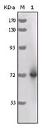 Horseradish Peroxidase antibody, AM06196SU-N, Origene, Western Blot image 