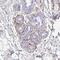 Defensin Beta 124 antibody, PA5-62302, Invitrogen Antibodies, Immunohistochemistry frozen image 