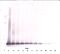 C-C Motif Chemokine Ligand 21 antibody, XP-5128, ProSci, Western Blot image 