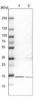 Acyl-CoA Thioesterase 13 antibody, NBP1-92498, Novus Biologicals, Western Blot image 