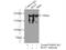 NRSF antibody, 22242-1-AP, Proteintech Group, Immunoprecipitation image 