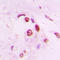Histone Cluster 4 H4 antibody, LS-C358778, Lifespan Biosciences, Immunohistochemistry frozen image 