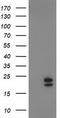 NADH:Ubiquinone Oxidoreductase Subunit B9 antibody, CF502567, Origene, Western Blot image 