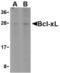 BCL2 Antagonist/Killer 1 antibody, LS-C442, Lifespan Biosciences, Western Blot image 
