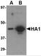 Hemagglutinin antibody, PM-4009, ProSci, Western Blot image 