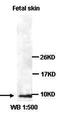 Neuronal protein 3.1 antibody, orb77447, Biorbyt, Western Blot image 