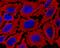 3-Phosphoinositide Dependent Protein Kinase 1 antibody, MAB864, R&D Systems, Immunocytochemistry image 