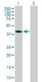 Doublesex- and mab-3-related transcription factor 1 antibody, H00001761-B01P, Novus Biologicals, Western Blot image 