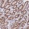 Zinc Finger CCCH-Type Containing 14 antibody, NBP2-13537, Novus Biologicals, Immunohistochemistry frozen image 