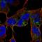 Calcium Voltage-Gated Channel Auxiliary Subunit Gamma 4 antibody, HPA065370, Atlas Antibodies, Immunofluorescence image 