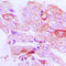 Serine/Threonine Kinase 33 antibody, LS-C353547, Lifespan Biosciences, Immunohistochemistry paraffin image 