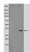 Cyclin-C antibody, TA348920, Origene, Western Blot image 