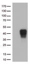 TNF Receptor Superfamily Member 9 antibody, LS-C796520, Lifespan Biosciences, Western Blot image 