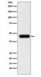Eukaryotic Translation Initiation Factor 4A1 antibody, M03922-3, Boster Biological Technology, Western Blot image 