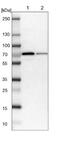 Glucose 1-dehydrogenase antibody, NBP1-91942, Novus Biologicals, Western Blot image 