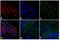 Rabbit IgG antibody, A-10194, Invitrogen Antibodies, Immunofluorescence image 