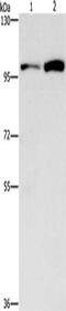 Cell Division Cycle 27 antibody, CSB-PA585818, Cusabio, Western Blot image 