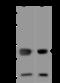 Mitofusin 2 antibody, 201456-T46, Sino Biological, Western Blot image 