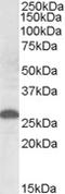 Apolipoprotein M antibody, TA305872, Origene, Western Blot image 