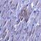 Long-chain fatty acid transport protein 6 antibody, A12118, Boster Biological Technology, Immunohistochemistry frozen image 