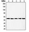 RAD23 Homolog B, Nucleotide Excision Repair Protein antibody, orb214489, Biorbyt, Western Blot image 