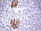 Beaded Filament Structural Protein 2 antibody, LS-C790242, Lifespan Biosciences, Immunohistochemistry paraffin image 