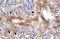 Nuclear Receptor Subfamily 5 Group A Member 1 antibody, ARP31834_P050, Aviva Systems Biology, Immunohistochemistry frozen image 