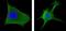 Proto-oncogene Wnt-1 antibody, NBP1-51575, Novus Biologicals, Immunofluorescence image 