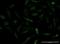 Apolipoprotein A2 antibody, H00000336-M03, Novus Biologicals, Immunofluorescence image 