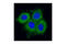 Cytokeratin Pan  antibody, 4523S, Cell Signaling Technology, Immunofluorescence image 