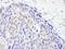 Methylcytosine dioxygenase TET2 antibody, A304-247A, Bethyl Labs, Immunohistochemistry frozen image 