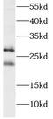 Progesterone Receptor Membrane Component 2 antibody, FNab06366, FineTest, Western Blot image 