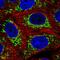 DNL-Type Zinc Finger antibody, HPA062738, Atlas Antibodies, Immunofluorescence image 