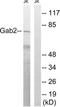 GRB2-associated-binding protein 2 antibody, TA326070, Origene, Western Blot image 