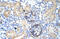 Chloride intracellular channel protein 5 antibody, ARP35263_T100, Aviva Systems Biology, Immunohistochemistry frozen image 