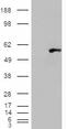 WAS/WASL Interacting Protein Family Member 1 antibody, LS-C55690, Lifespan Biosciences, Western Blot image 