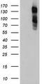 Glutamyl Aminopeptidase antibody, TA504054S, Origene, Western Blot image 