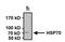 Heat shock 70 kDa protein 1A/1B antibody, MA3-007, Invitrogen Antibodies, Immunoprecipitation image 