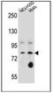 Sciellin antibody, AP53810PU-N, Origene, Western Blot image 