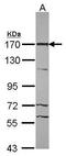 Tumor Protein P53 Binding Protein 2 antibody, GTX102434, GeneTex, Western Blot image 