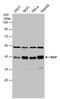 LDL Receptor Related Protein Associated Protein 1 antibody, PA5-27986, Invitrogen Antibodies, Western Blot image 