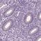 Epididymal Sperm Binding Protein 1 antibody, HPA050341, Atlas Antibodies, Immunohistochemistry frozen image 